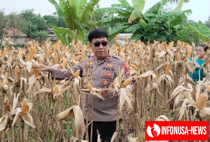 Kapolsek Klari bersama Pemdes Curug dan Poktan Kembali Buktikan Komitmen Swasembada Pangan 2025