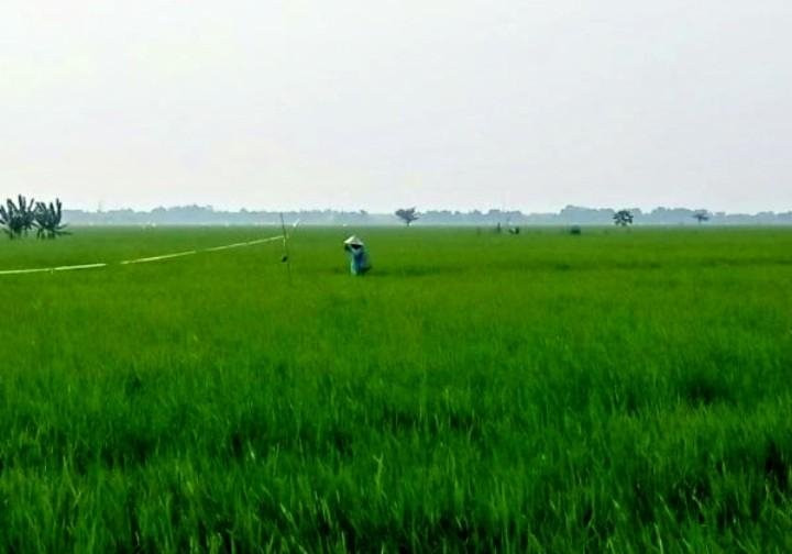 Kekeringan Mengintai, Petani Karawang Khawatir Gagal Panen