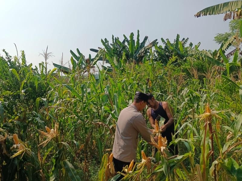 Bhabinkamtibmas Polsek Tegalwaru Giat Monitoring Perkembangan Jagung Program Ketahanan Pangan