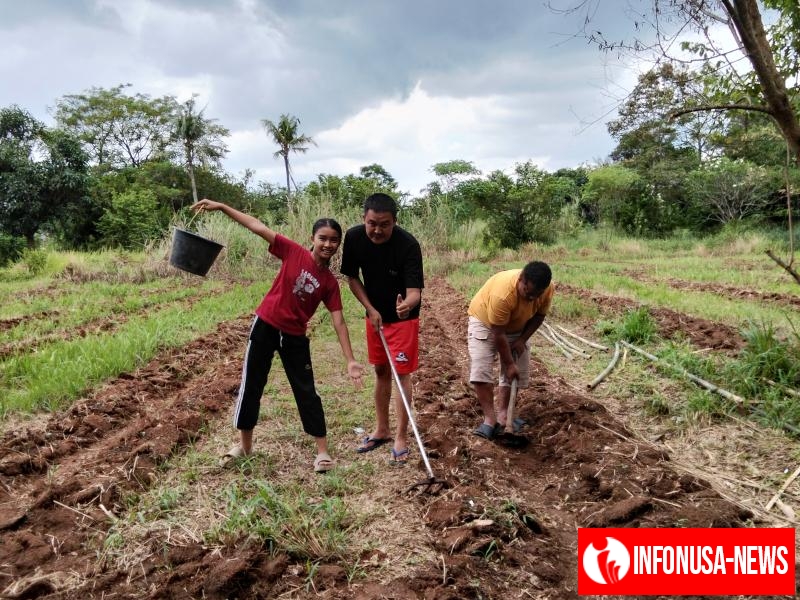 Tak Menunggu Bantuan, Edi Jumala  Sulap 1.000 Meter Tanah Darat Jadi Kebun Timun Suri