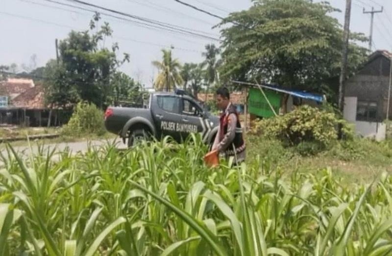 Pak Bhabin Polsek Banyusari Bersama Petani Kembali Monitoring Pertumbuhan Tanaman Jagung