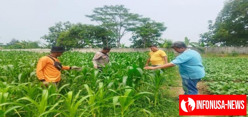 Polsek Purwasari Polres Karawang Melaksanakan Perawatan Lahan Jagung Hybrida Guna Memastikan Tanaman Tumbuh Baik