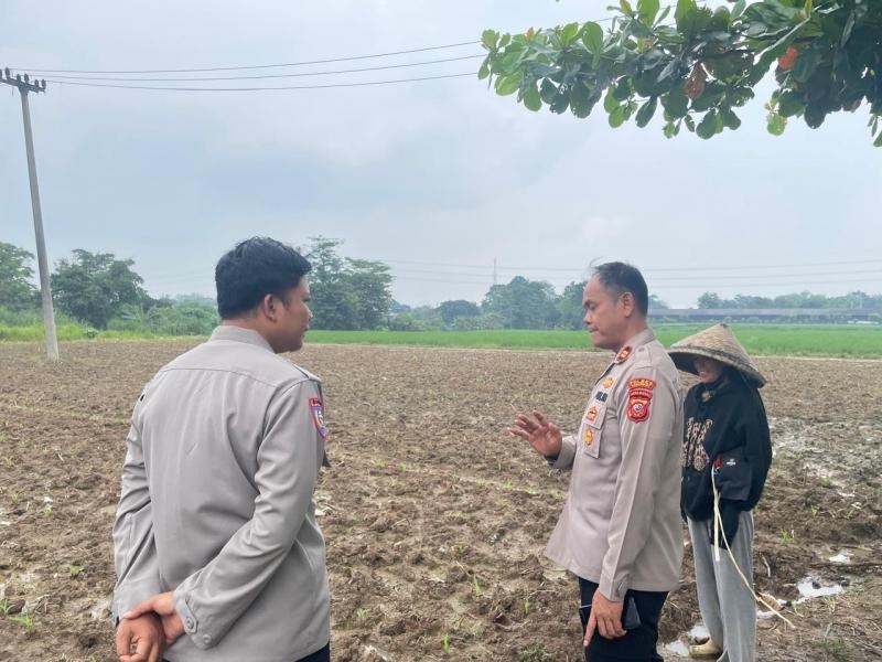 Kapolsek Kotabaru Bersama Anggota dan Petani Jagung Laksanakan Kontrol Pertumbuhan Tanaman Jagung