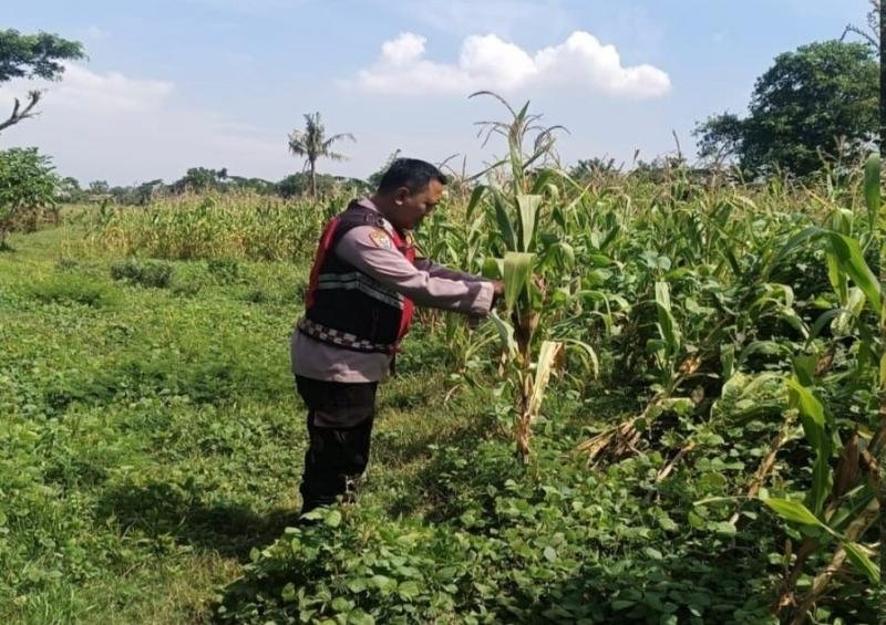 Bhabinkamtibmas Polsek Banyusari Bersama Petani Monitoring Pertumbuhan Tanaman Jagung