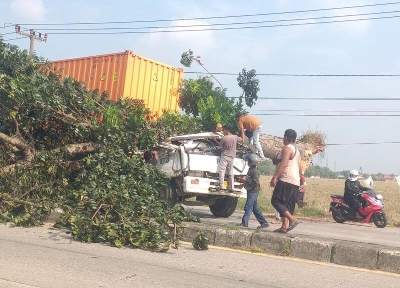 Polisi Selidiki Insiden Pohon Tumbang yang Tewaskan Sopir Truk di Karawang