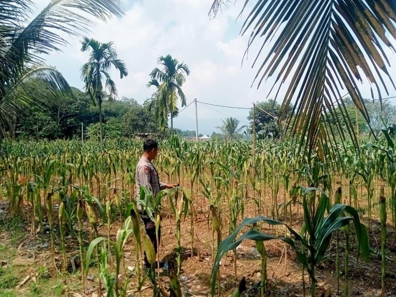 Satlantas Polres Karawang Cek Pertumbuhan Tanaman Jagung Bersama Petani Penggarap