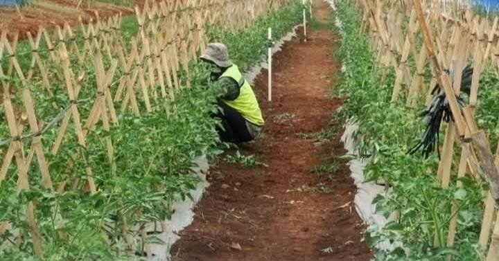 Rawat Lahan Pangan Bomang, Pemkab Bogor dan Korem 061/SK Jaga Ketahanan Pangan Tetap Produktif 