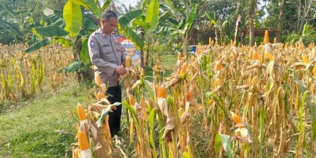 Personil Po?sek Telukjambe Barat Lakukan Pengecekan Pertumbuhan Tanaman Jagung