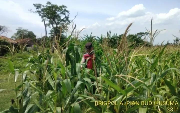 Upaya Pak Bhabin Polsek Banyusari Bersama Petani Monitoring Pertumbuhan Tanaman Jagung di Wilayah Binaan