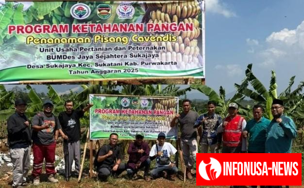 BUMDes Sukajaya Purwakarta Mencoba Terobosan Baru Program Ketahanan Langan Berupa Penanaman Pisang Cavendish