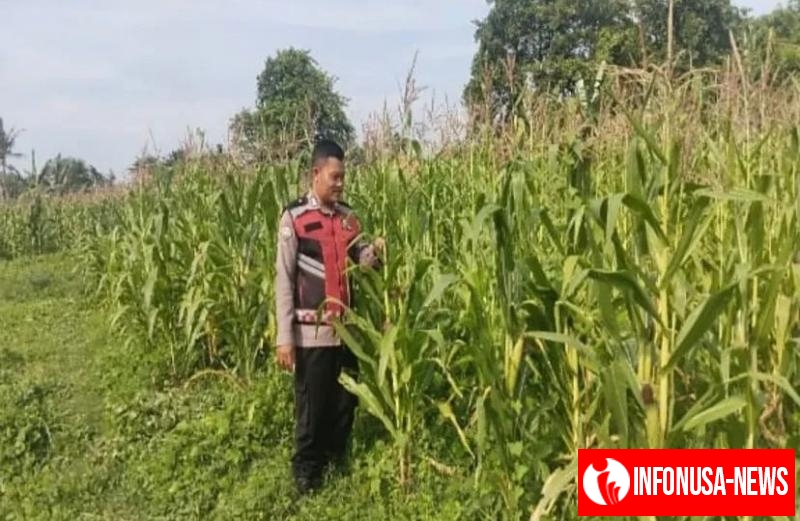 Bhabinkamtibmas Polsek Banyusari Bersama Petani Monitoring Pertumbuhan Tanaman Jagung
