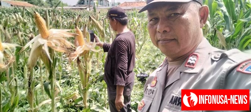 Bhabinkamtibmas Polsek Klari Cek Tanaman Jagung Siap Panen di Desa Anggadita