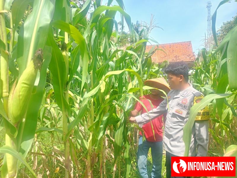 Upaya Anggota Polsek Batujaya melakukan Pengecekan Tanaman Jagung di Lahan LBS Desa Kutaampel
