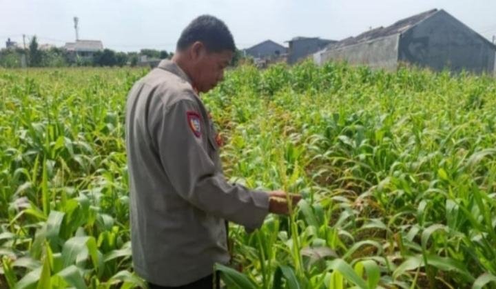 Panit Binmas Polsek Klari Tinjau Pertumbuhan Tanaman Jagung