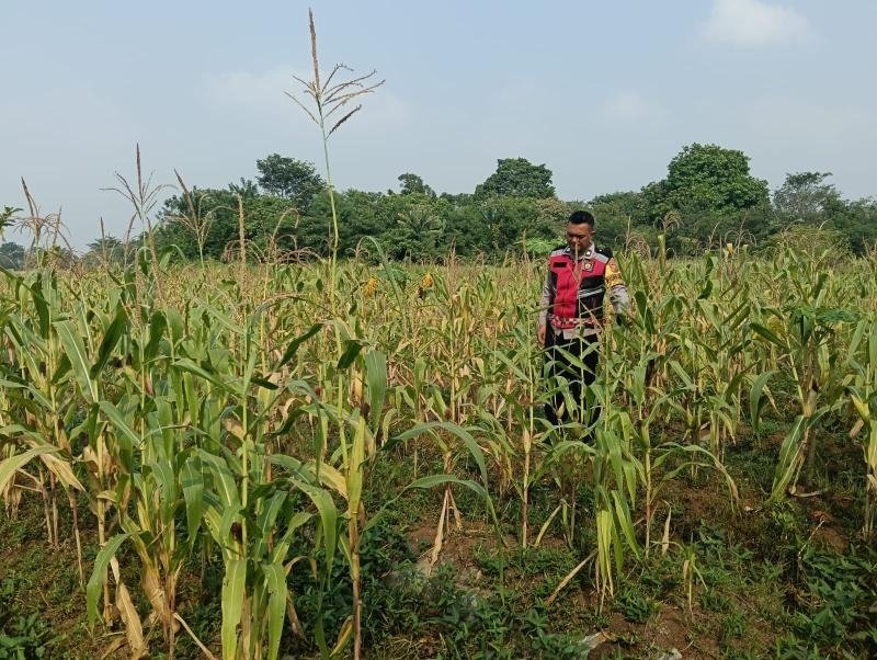 Dukung Swasembada Pangan Nasional, Bhabinkamtibmas Polsek Telagasari Lakukan Kontrol Tanaman Jagung