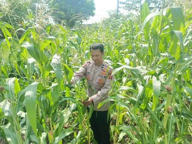Anggota Polsek Pedes Berikan Pupuk Jagung Dalam Rangka Ketahanan Pangan Nasional