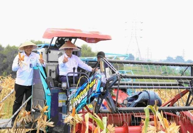 Dari Lahan Jagung di Tengah Kawasan Industri, Bekasi Ikut Menjaga Pangan Negeri