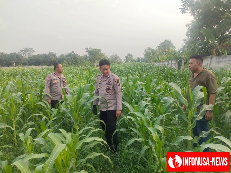 Upaya Polsek Purwasari Monitoring Lahan Jagung Hybrida Guna Memastikan Tanaman Tumbuh Baik
