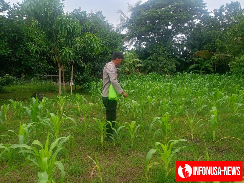 Anggota Polsek Batujaya Penyiraman Air untuk Tanaman Jagung di Lahan NON LBS Desa Kutaampel