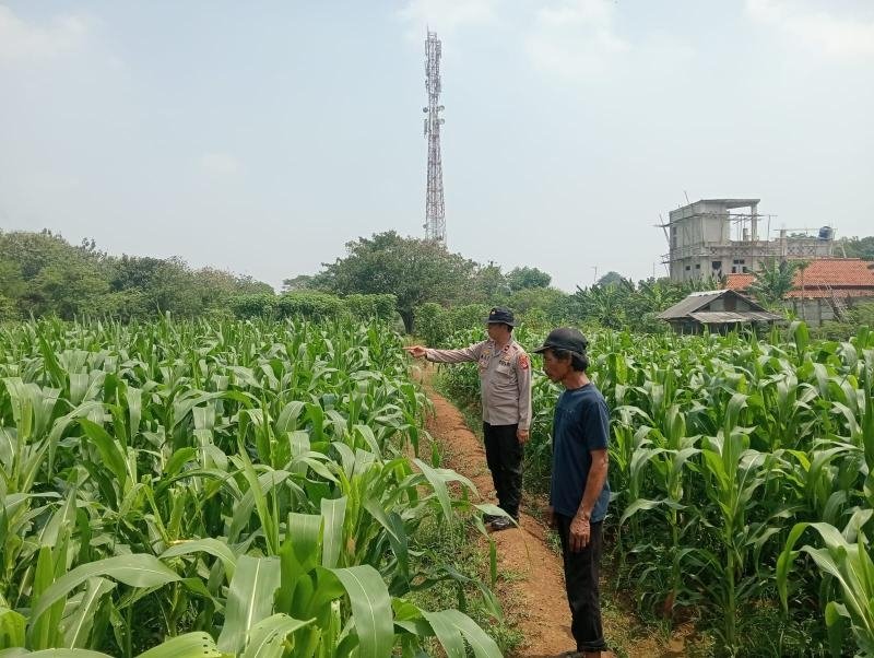 Kapolsek Karawang Cek Lahan Ketahanan Pangan di Dusun Krajan Desa Warung Bambu Karawang