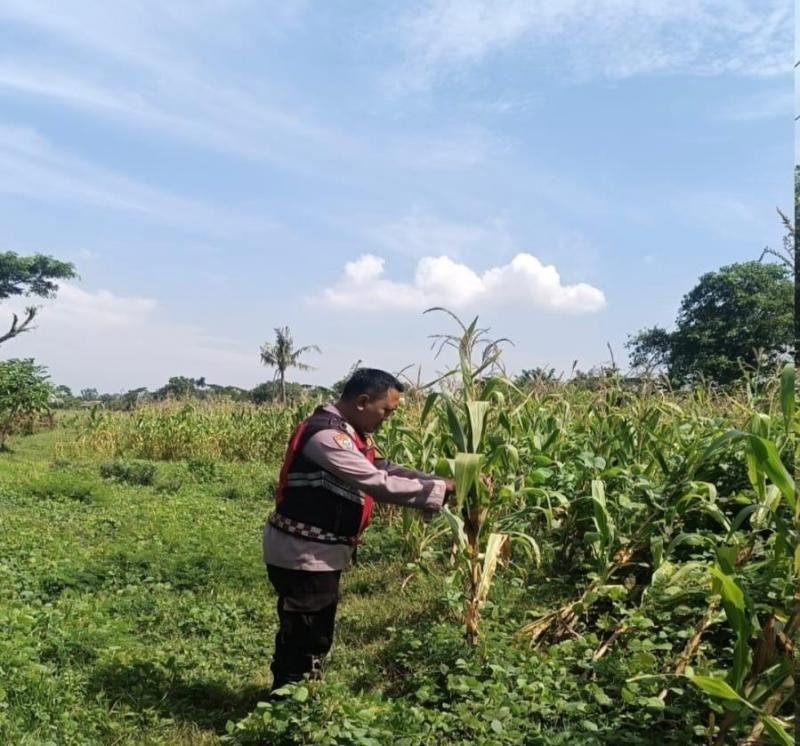 Getol, Anggota Personel Polsek Banyusari Melakukan Monitoring Pemeriksaan Kondisi Tanaman Jagung di Lahan Mapolsek Banyusari