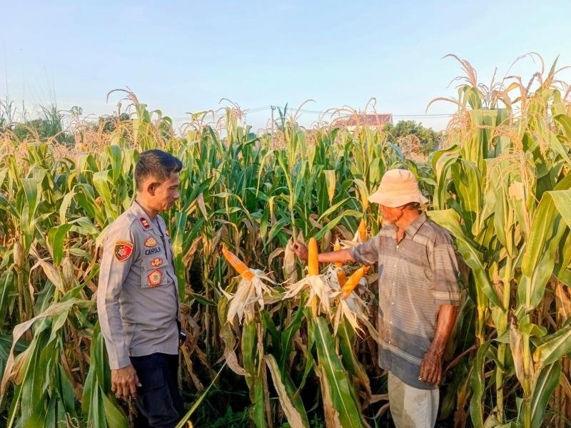Upaya Mendukung Swasembada Pangan Personil Polsek Purwasari Polres Karawang Monitoring Perkembangan Tanaman Jagung