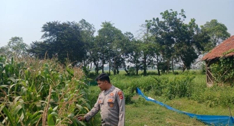 Sukseskan Program Ketahanan Pangan Nasional, Personel Polsek Lemahabang Tinjau Tanaman Jagung