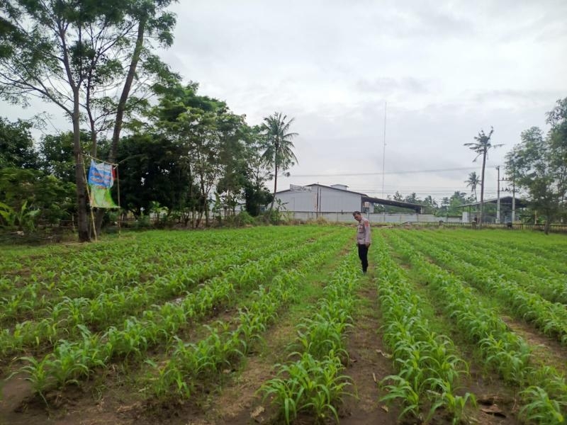 Personil Polsek Tempuran Dukung Program Ketahanan Pangan, Rutin Perawatan dan Pemeliharaan lahan yang di tanami Jagung.