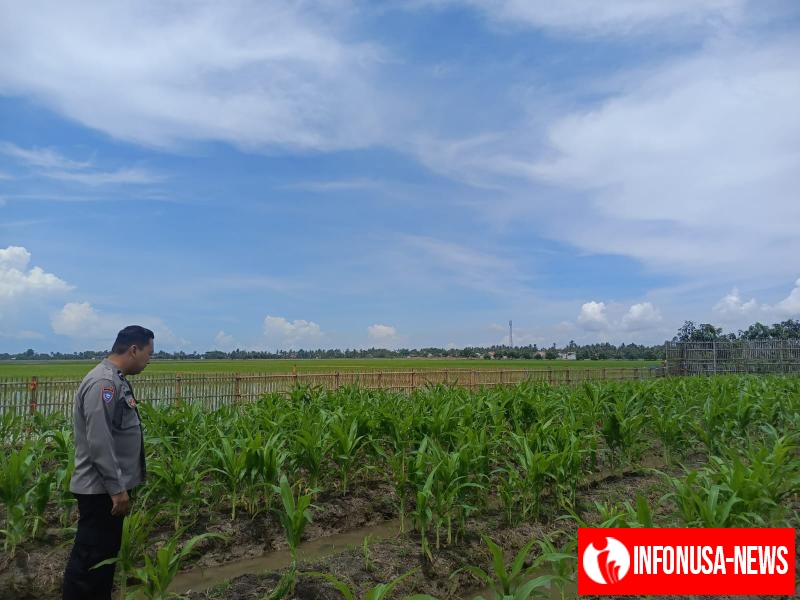 Upaya Rutin Perawatan dan Pemeliharaan lahan yang di tanami Jagung, Kapolsek Tempuran Dukung Program Ketahanan Pangan.