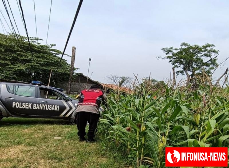 Bhabinkamtibmas Polsek Banyusari Aipda Abdul Rahman Bersama Petani Monitoring Pertumbuhan Tanaman Jagung