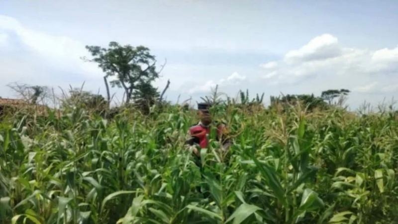 Upaya Bhabinkamtibmas Polsek Banyusari Bersama Petani Monitoring Pertumbuhan Tanaman Jagung