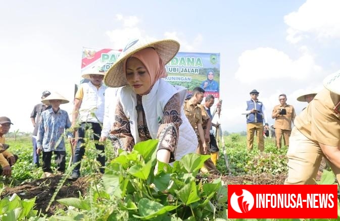 Dukung Ketahanan Pangan dan Tingkatkan Kesejahteraan Masyarakat Kuningan,Panen Perdana Demplot Ubi Jalar: BAKTI TASKIN Dorong Kemandirian Pangan dan Kesejahteraan Petani