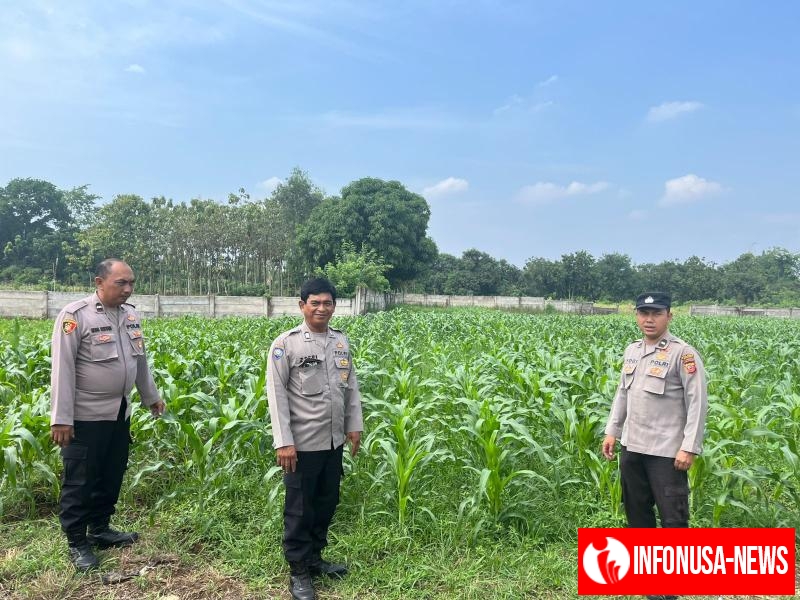 Polsek Purwasari Polres Karawang Monitoring Lahan Jagung Hybrida Guna Memastikan Tanaman Tumbuh Baik