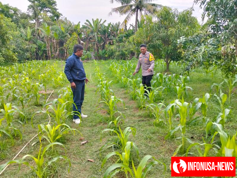 Anggota Polsek Batujaya Penyiraman Air untuk Tanaman Jagung di Lahan LBS dalam rangka Program Ketahanan Pangan