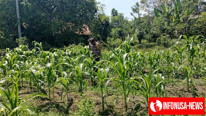 Anggota Polsek Batujaya melakukan Pengecekan Tanaman Jagung di Lahan LBS Desa Kutaampel