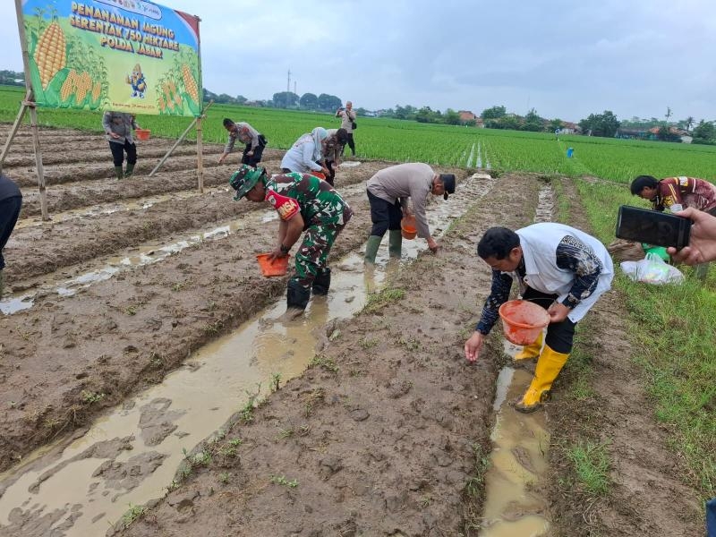 Dukung Ketahanan Pangan, Polsek Jatisari Kolaborasi dengan Poktan Tanam Jagung Serentak 2026