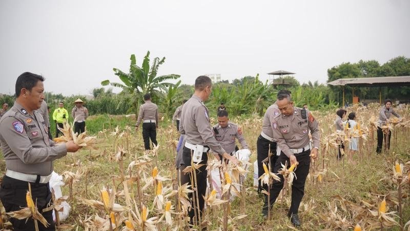 Polri Dukung Ketahanan Pangan Nasional, Satlantas Polres Karawang Ikuti Panen Raya Jagung Serentak Kuartal II