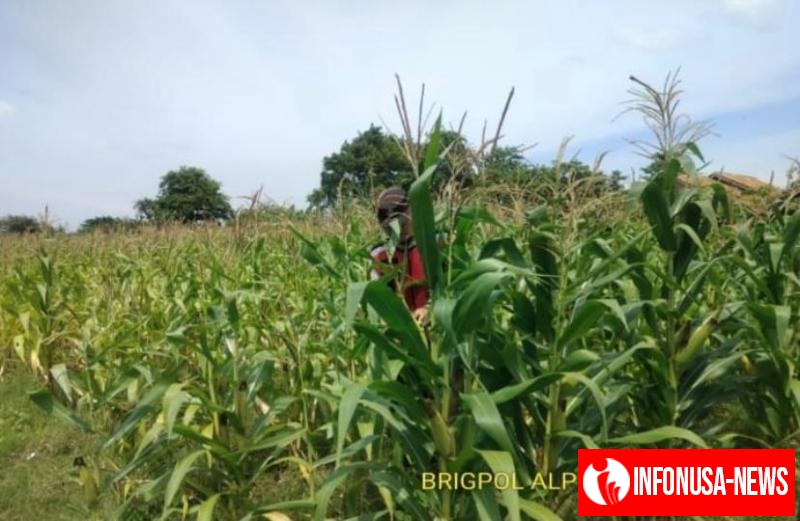 Bhabinkamtibmas Polsek Banyusari Bersama Petani Kembali Monitoring Pertumbuhan Tanaman Jagung