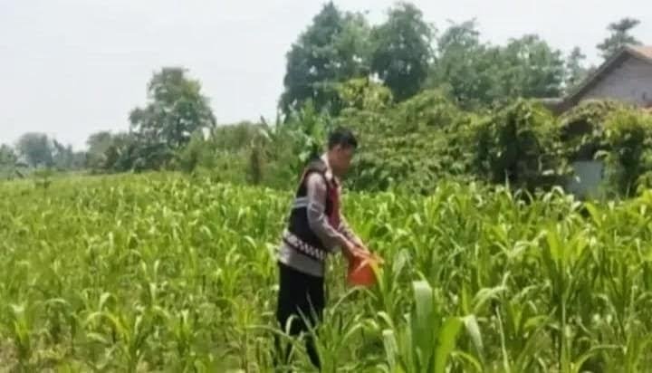 Anggota Personel Polsek Banyusari Melakukan Monitoring Pemeriksaan Kondisi Tanaman Jagung di Lahan Mapolsek Banyusari