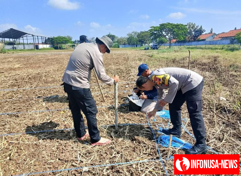 Penanaman Jagung di Wilayah Polsek Tirtajaya memasuki hari ke-3