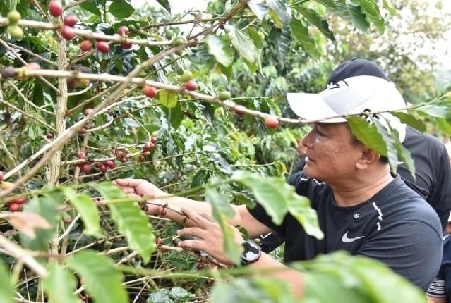 Di Tangan Petani Karangsari, Kopi Kuningan Menemukan Jalannya ke Dunia