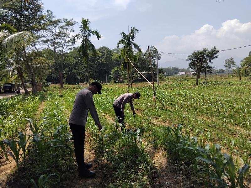 Kapolsek Pangkalan Monitoring Lahan Jagung Seluas 1 ha yang Telah Ditanam di Kampung Jati 3