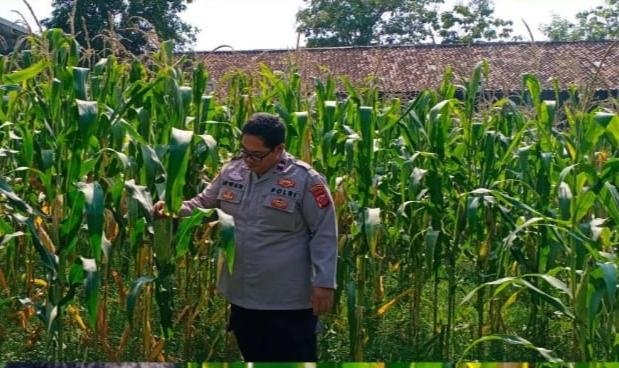 Terus Dukung Program Ketahanan Pangan Nasional, Personel Polsek Lemahabang Tinjau Tanaman Jagung