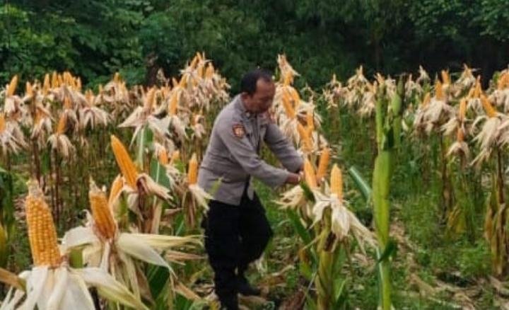 Bentuk Polri Mendukung Program Ketahanan Pangan Nasional, Polsek Jatisari Pastikan Pertumbuhan Jagung Bagus