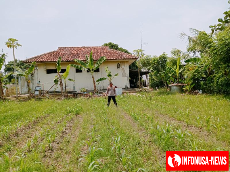 Optimalkan Ketahanan Pangan Kapolsek Pakisjaya Cek Perkebunan Pohon Jagung Hibrida Belakang Makopolsek Pakisjaya