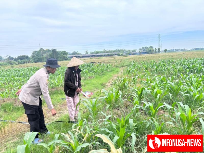 Dukung Program Ketahanan Pangan Kapolsek Kotabaru Rutin Kontrol Tanaman Jagung