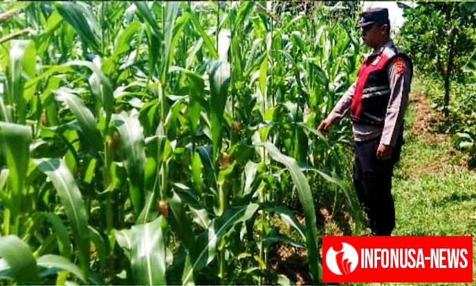 Dukung Ketahanan Pangan, Anggota Polsek Rengasdengklok Adakan Pengecekan Tanaman Jagung