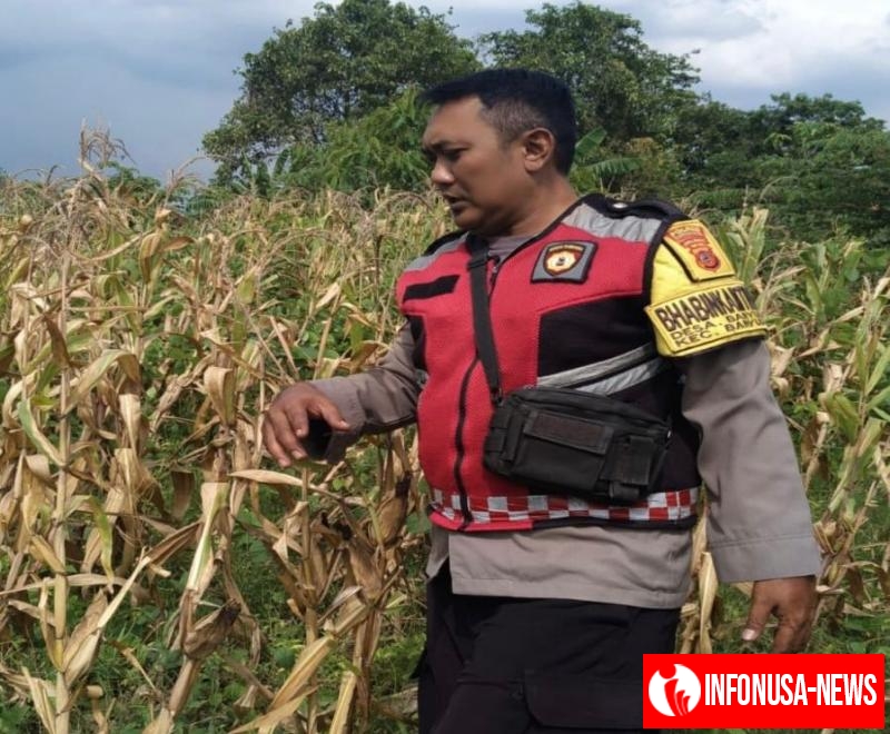 Aipda  Abdul Rahman Bhabinkamtibmas Polsek Banyusari Bersama Petani Monitoring Pertumbuhan Tanaman Jagung