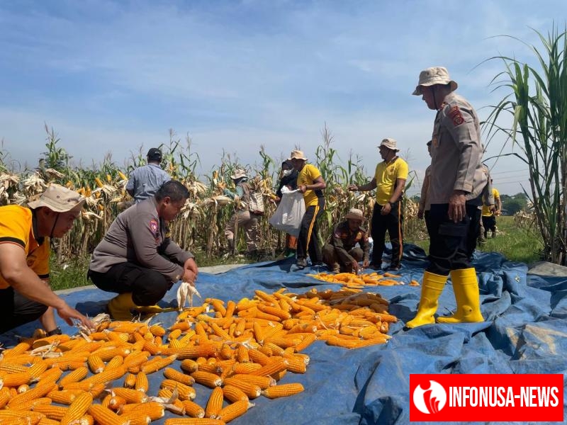 Polsek Kotabaru Kembali Melaksanakan Kegiatan Panen Raya Jagung Hibrida Kuartal IV