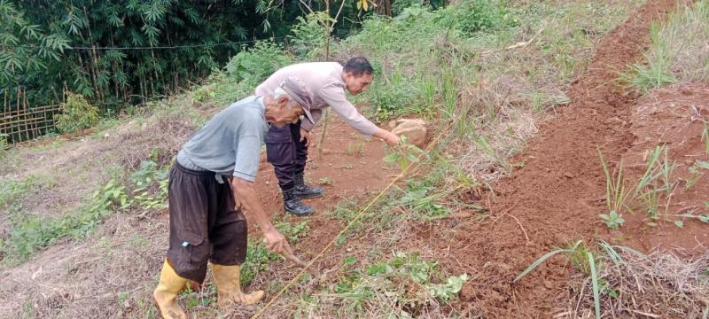 Personil Polsek Tegalwaru Monitoring Ketahanan Pangan Jenis Jagung di Wilayah Desa Cintawargi
